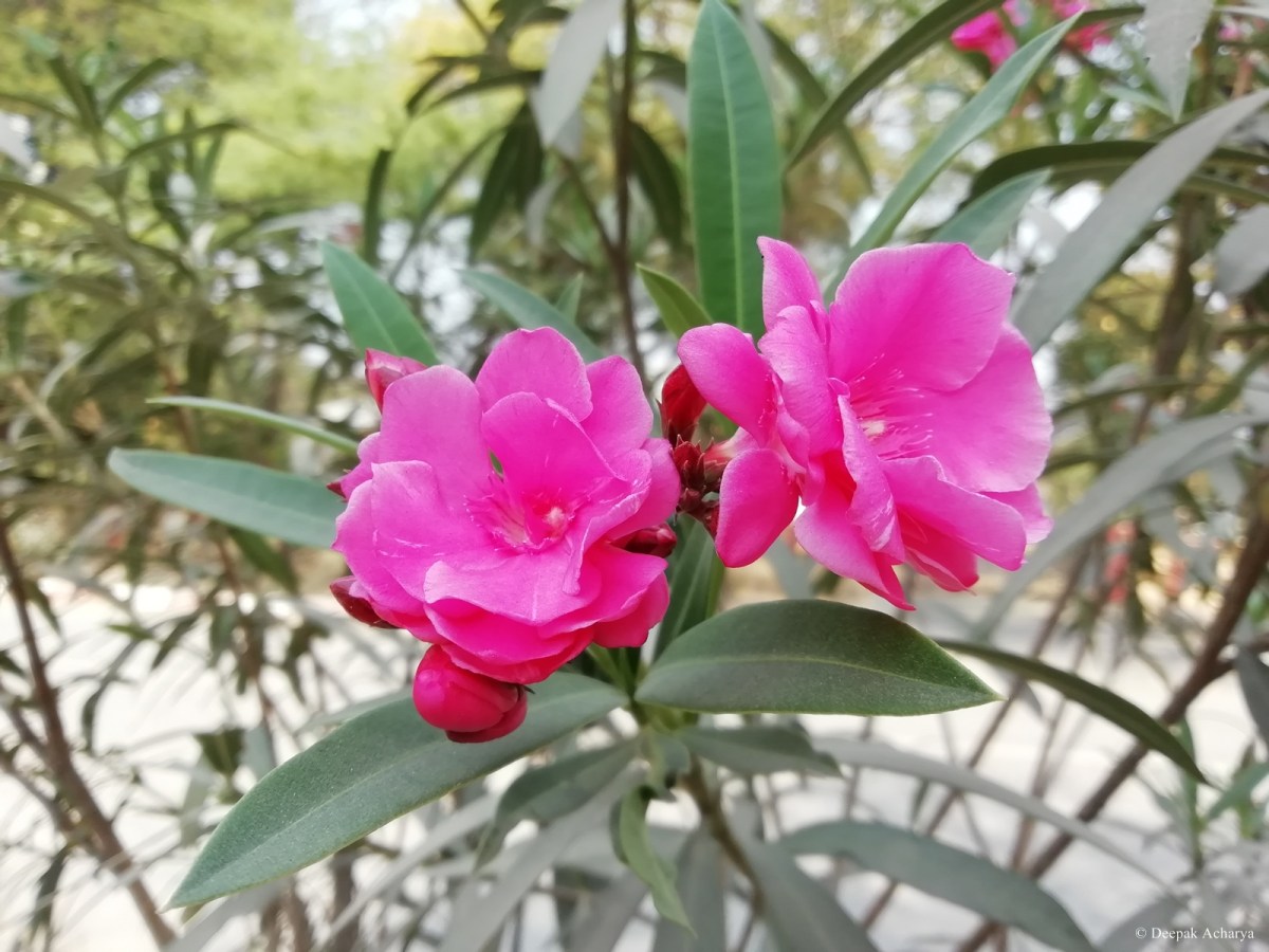 IMG_20190225_111441_1